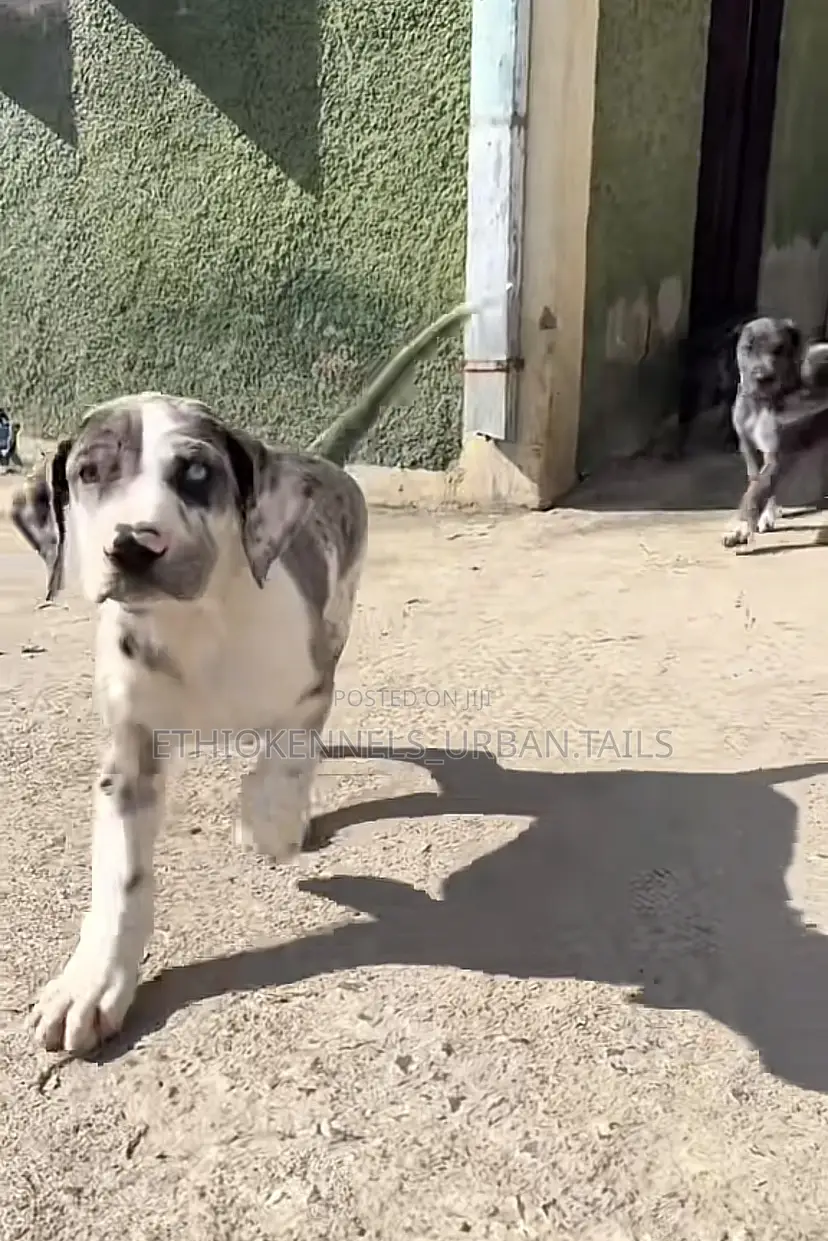 1-3 months Male Purebred Great Dane