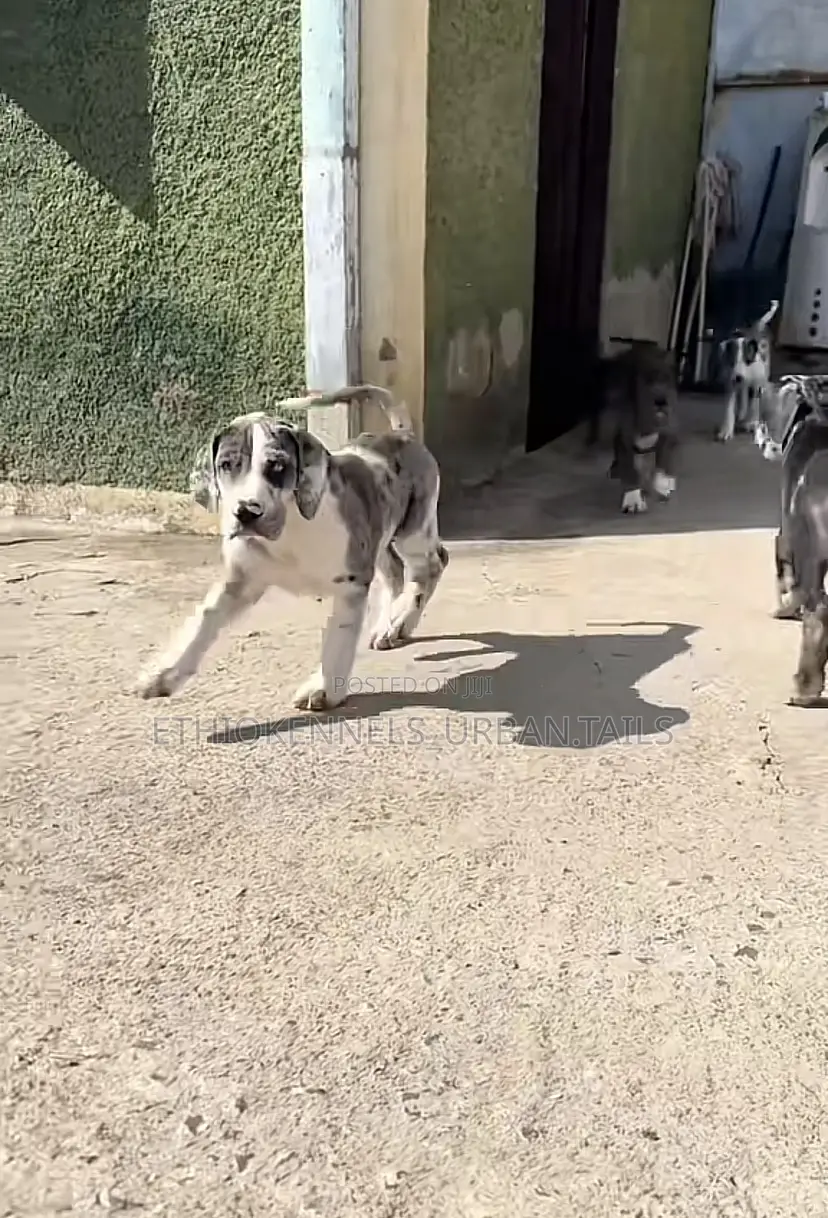 1-3 months Male Purebred Great Dane