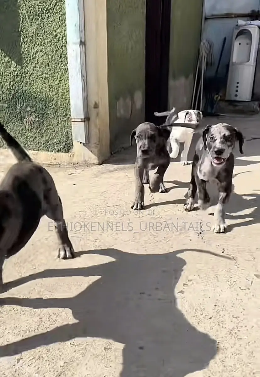 1-3 months Male Purebred Great Dane