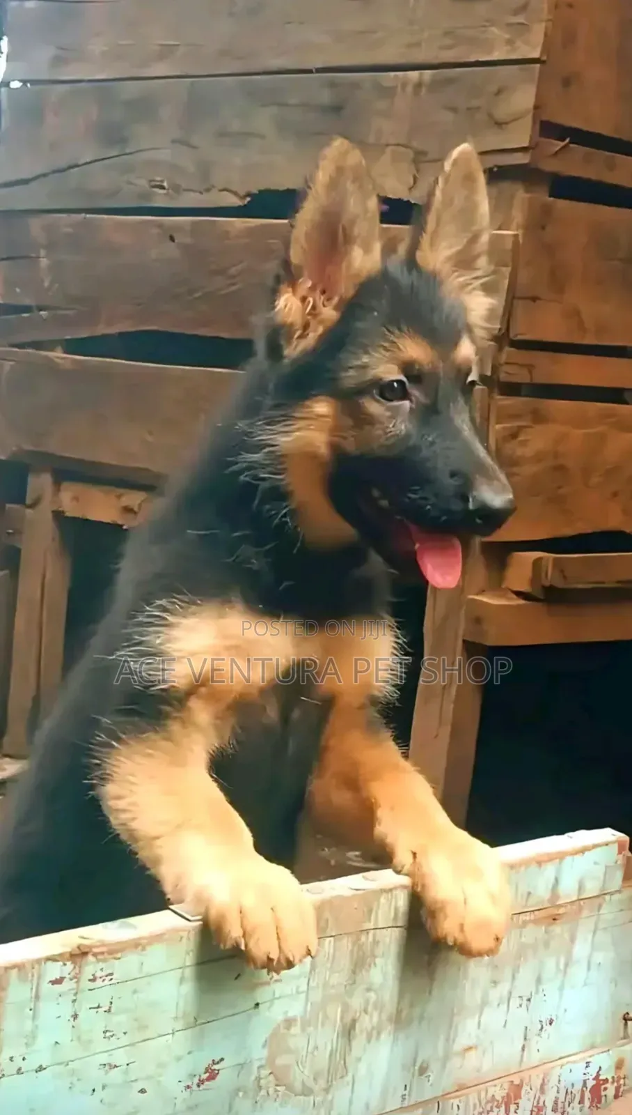 1-3 months Male Purebred German Shepherd