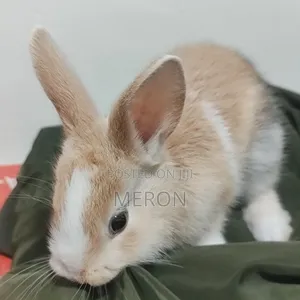 Photo - Tenchel For Sale