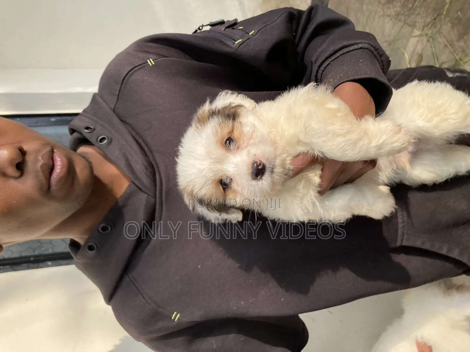 1-3 months Male Purebred Maltese