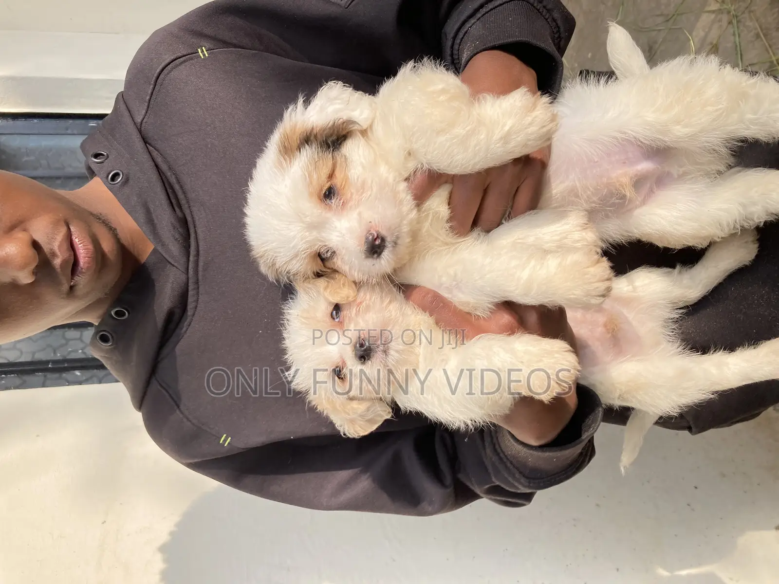 1-3 months Male Purebred Maltese