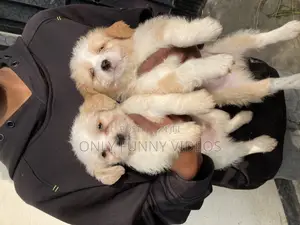 1-3 months Male Purebred Maltese