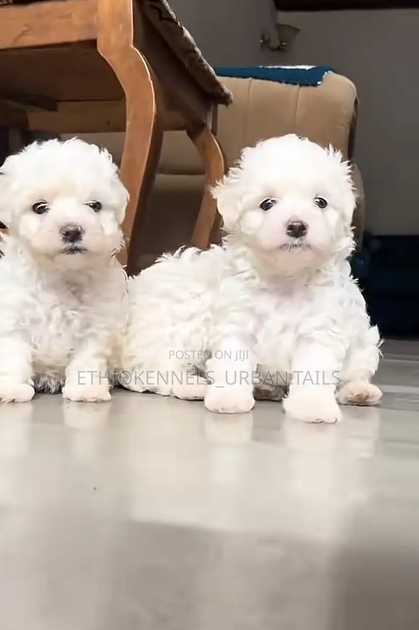 1-3 months Male Purebred Maltese