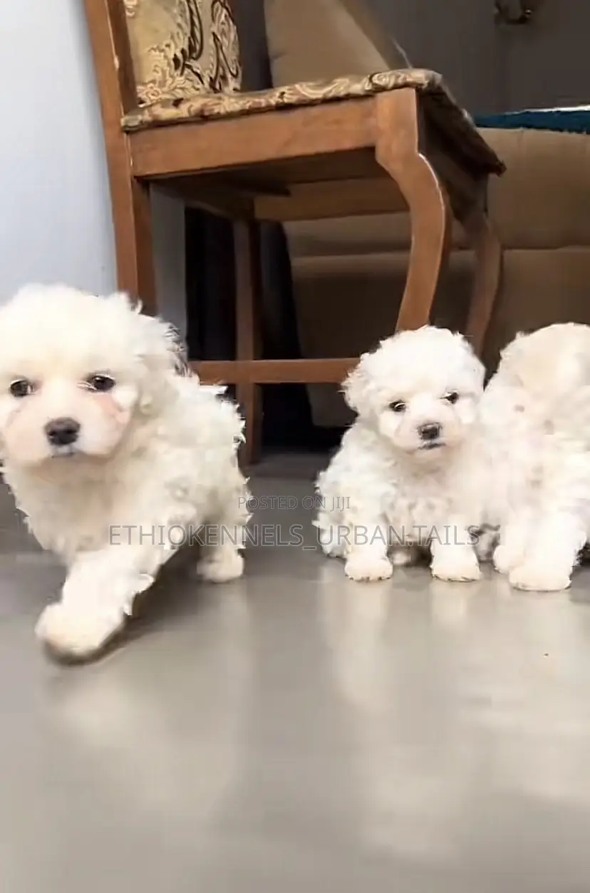 1-3 months Male Purebred Maltese