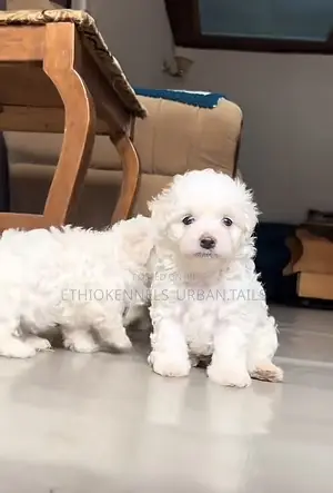 1-3 months Male Purebred Maltese
