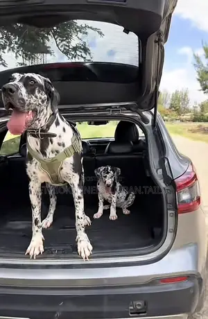 Photo - 1-3 months Female Purebred Great Dane