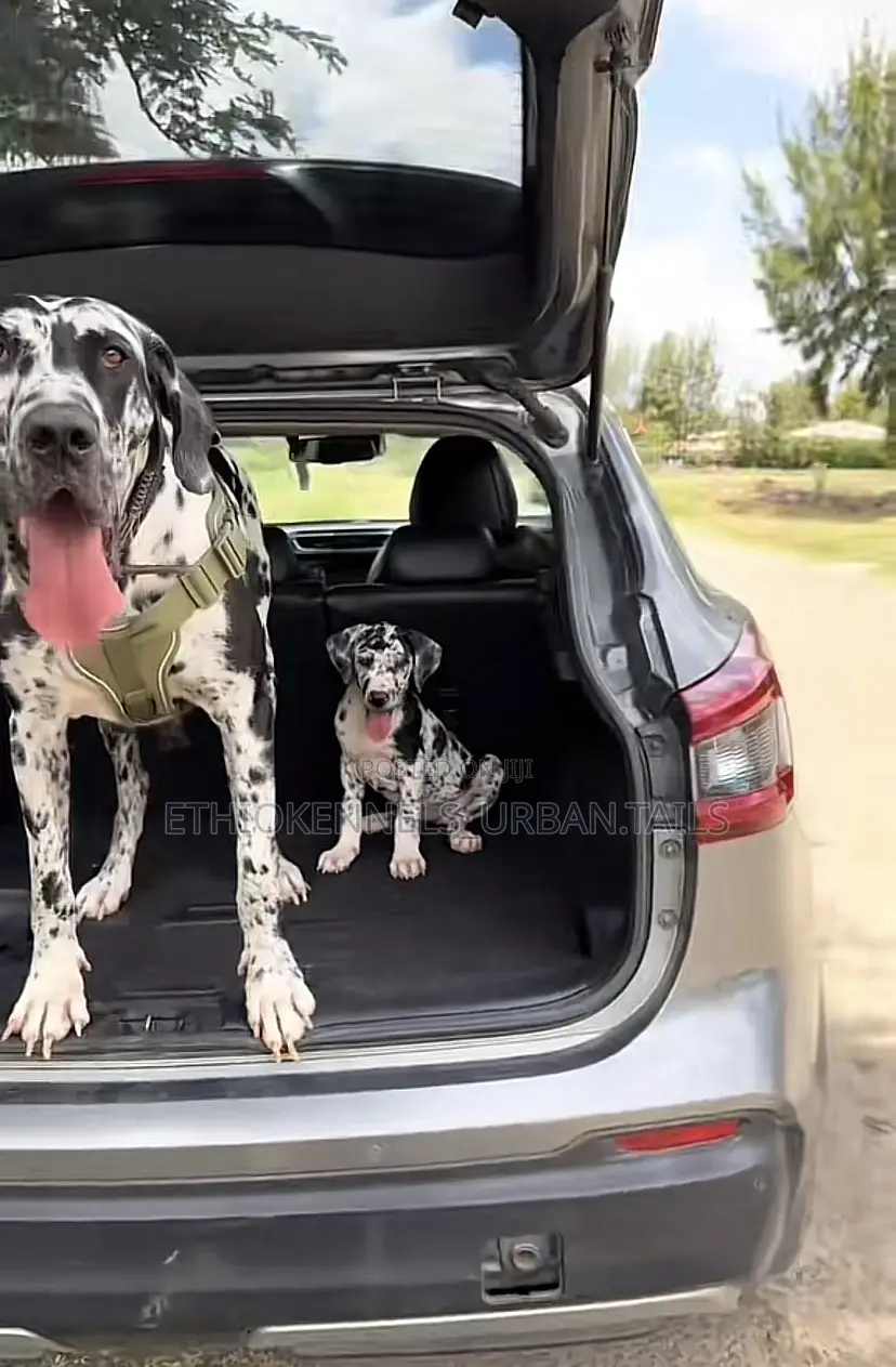 1-3 months Female Purebred Great Dane