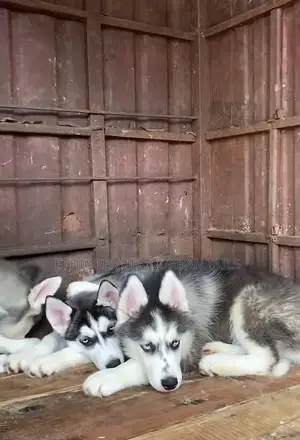 Photo - 1-3 months Male Purebred Siberian Husky