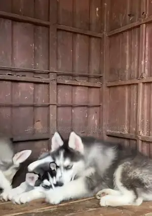 1-3 months Male Purebred Siberian Husky