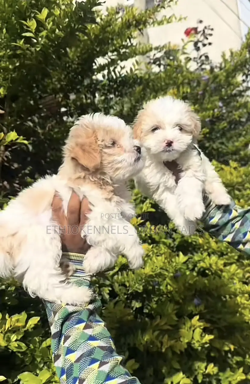 1-3 months Female Mixed Breed Maltese