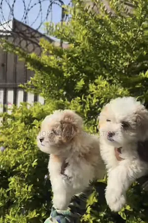 1-3 months Female Mixed Breed Maltese