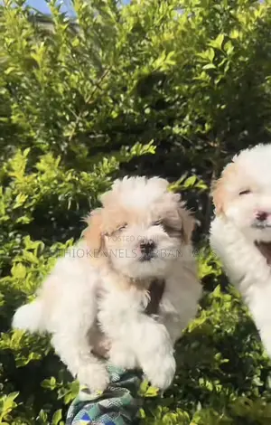 1-3 months Female Mixed Breed Maltese