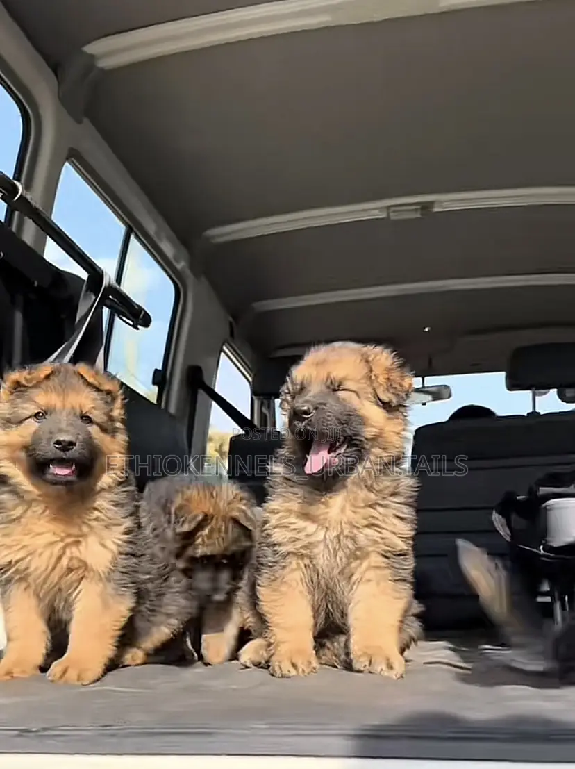 1-3 months Male Purebred German Shepherd