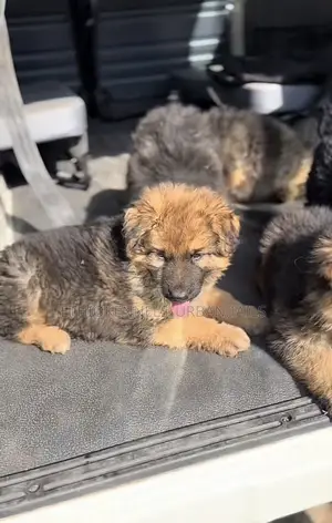 1-3 months Male Purebred German Shepherd