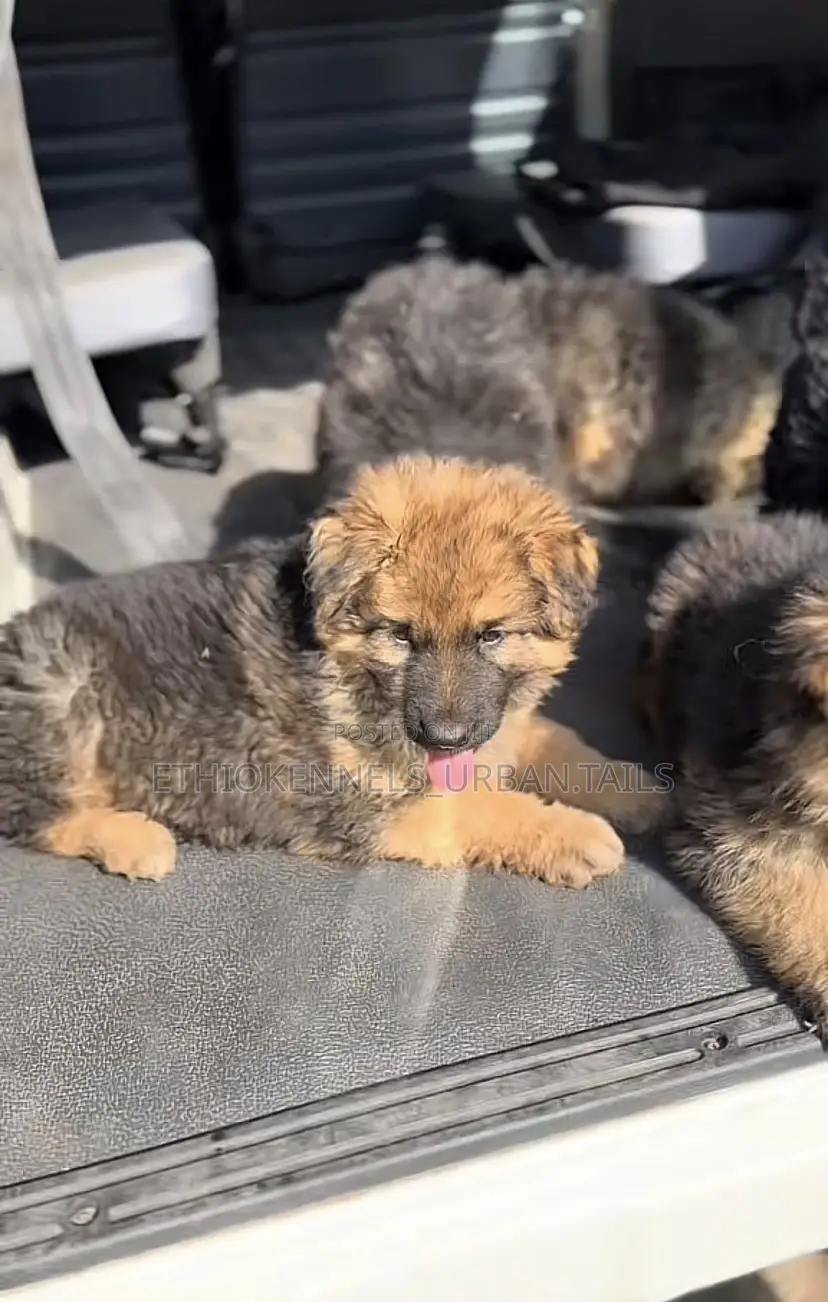 1-3 months Male Purebred German Shepherd