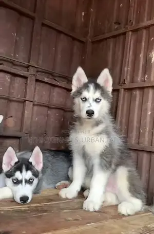 Photo - 1-3 months Male Purebred Siberian Husky
