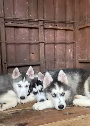 1-3 months Male Purebred Siberian Husky