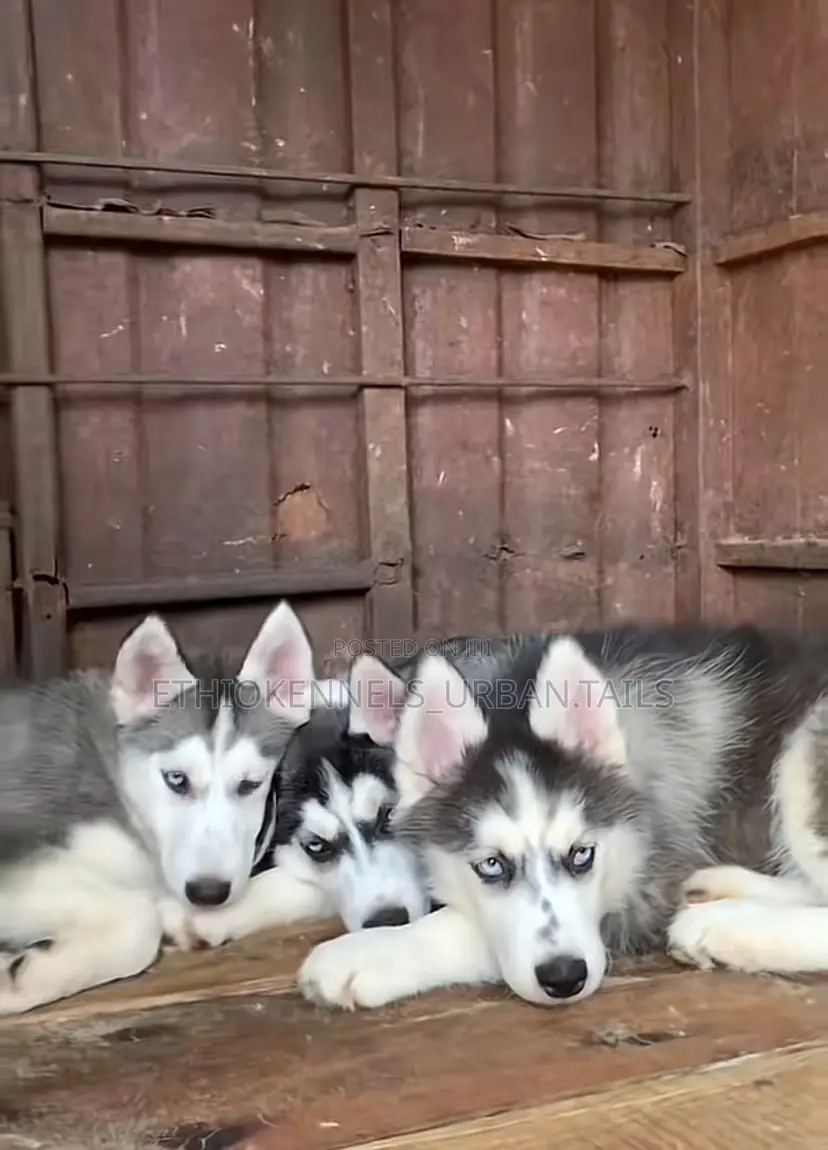 1-3 months Male Purebred Siberian Husky