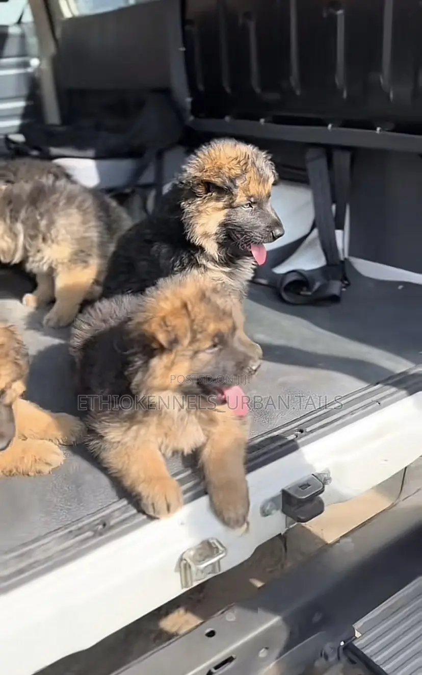 1-3 months Male Purebred German Shepherd