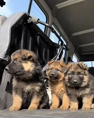 1-3 months Male Purebred German Shepherd