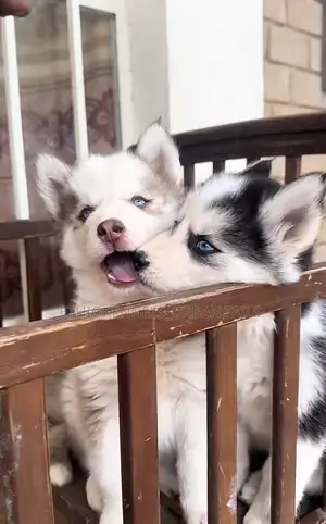 Photo - 1-3 months Male Purebred Siberian Husky