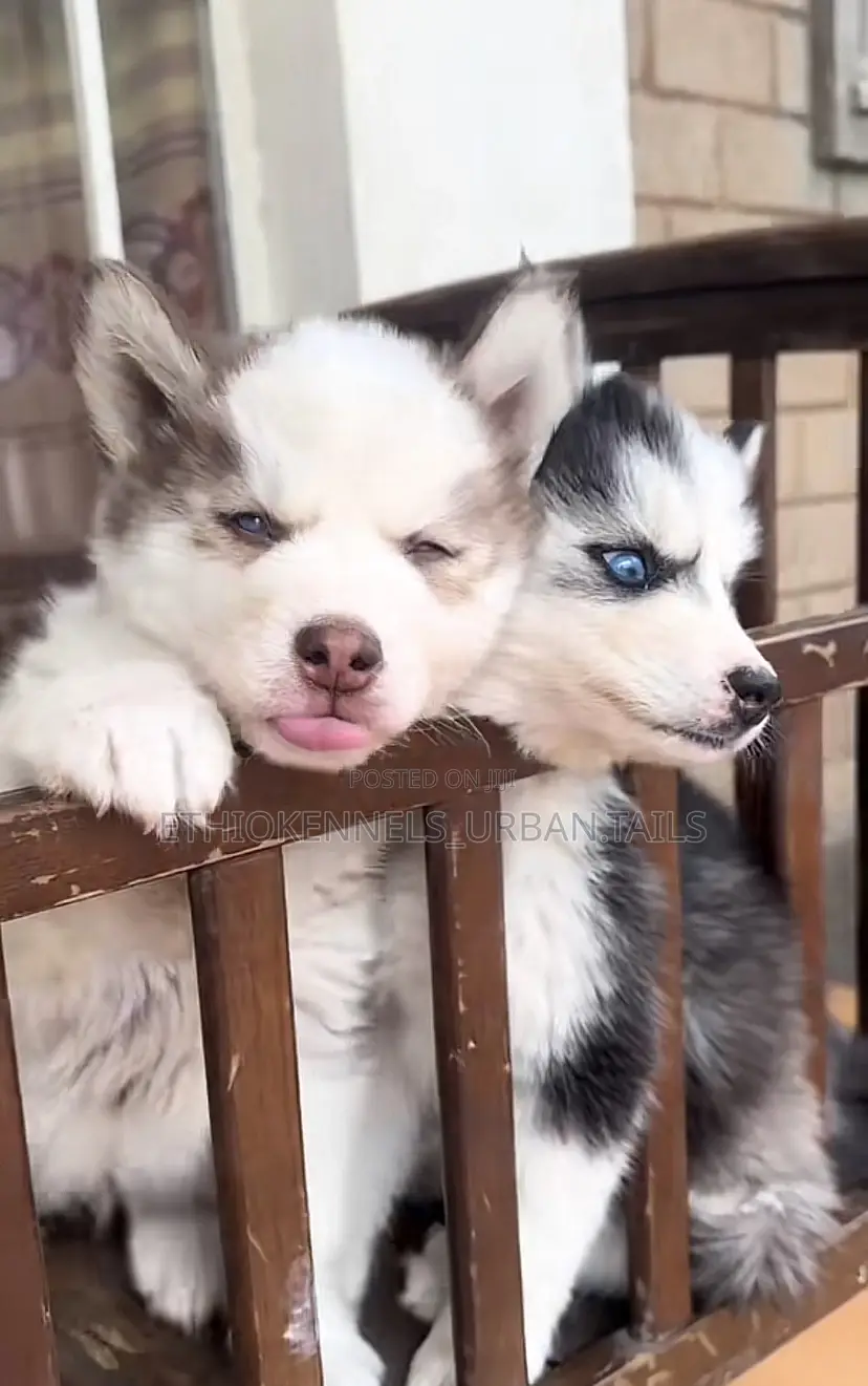 1-3 months Male Purebred Siberian Husky