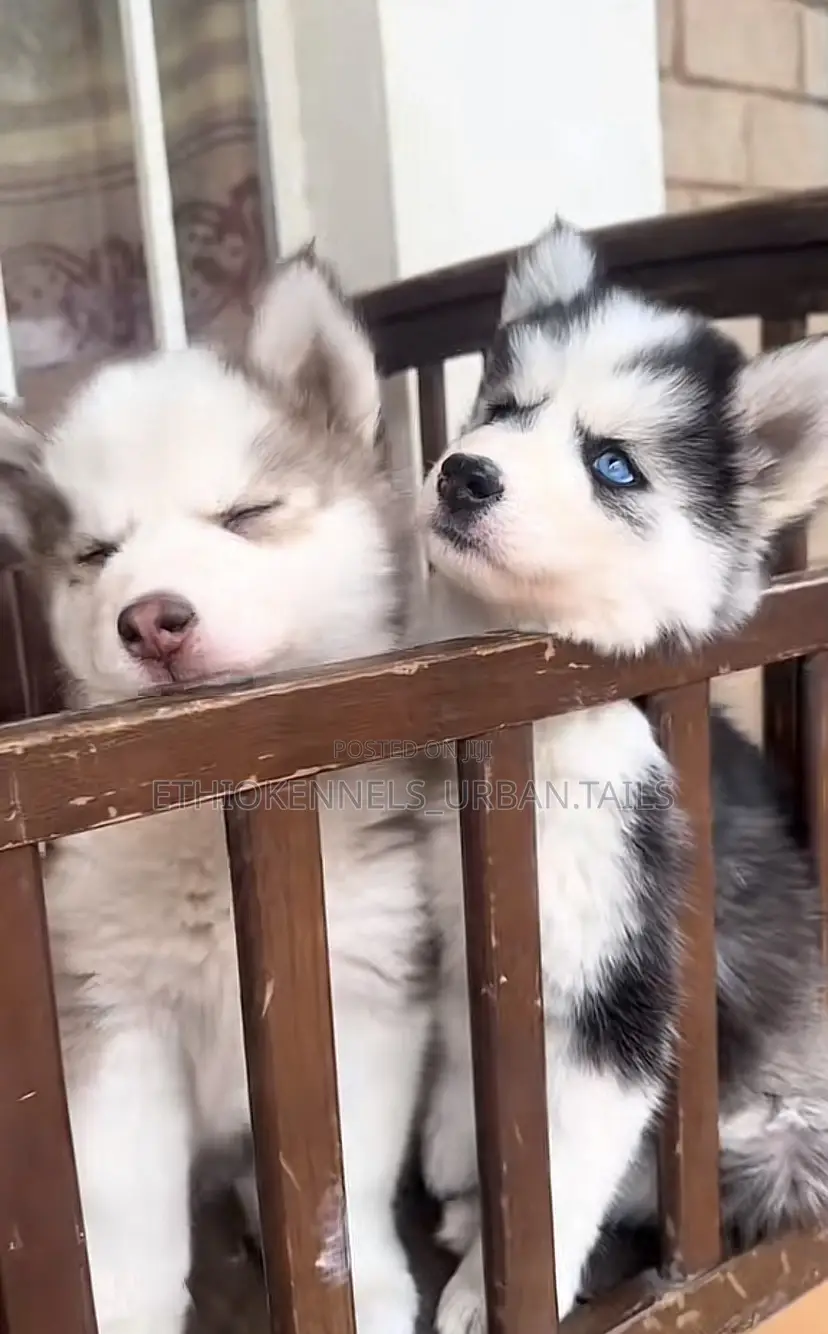 1-3 months Male Purebred Siberian Husky