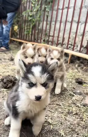 Photo - 1-3 months Female Purebred Siberian Husky
