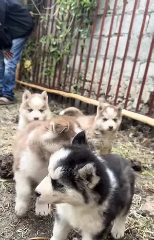 1-3 months Female Purebred Siberian Husky