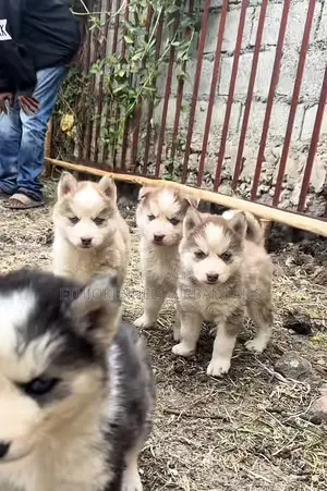 1-3 months Female Purebred Siberian Husky