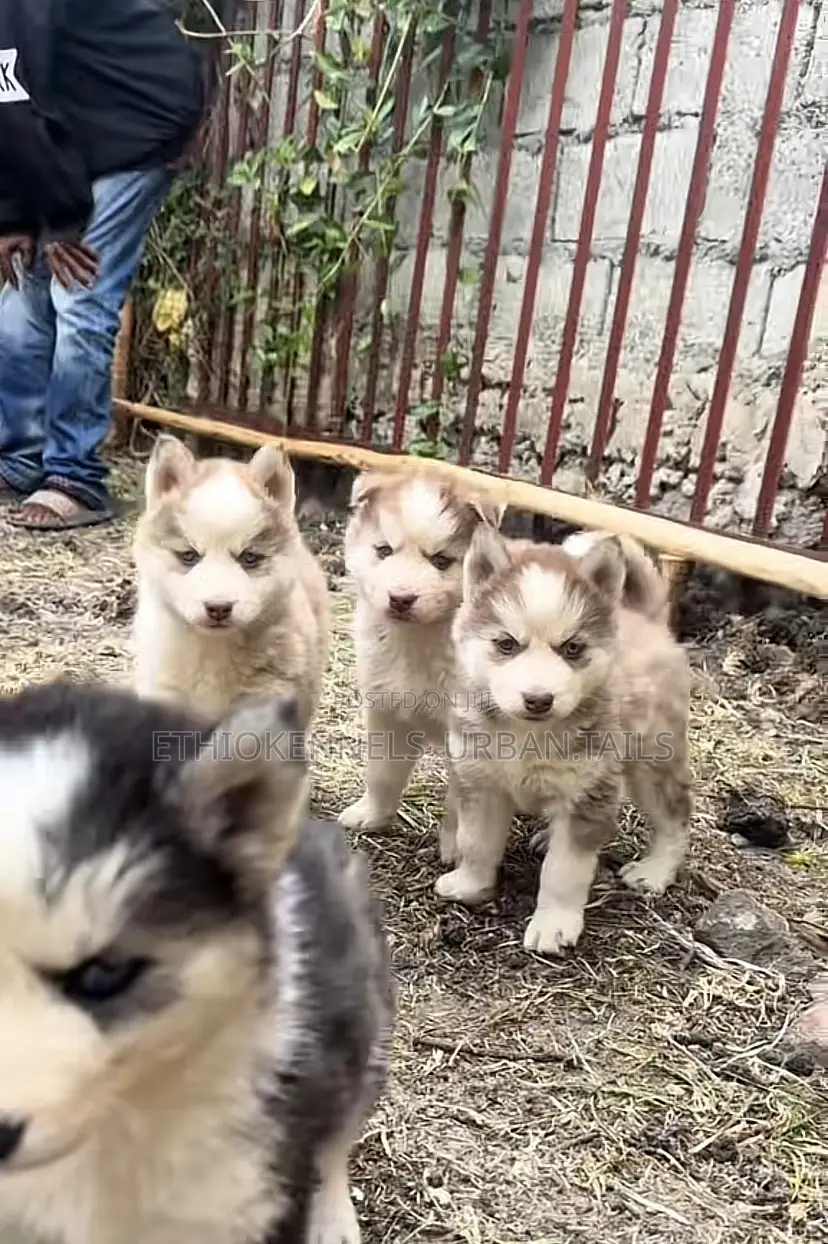 1-3 months Female Purebred Siberian Husky
