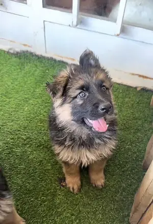 Photo - 1-3 months Male Purebred German Shepherd