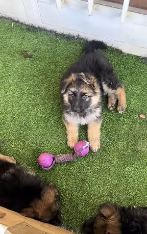 1-3 months Male Purebred German Shepherd