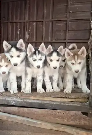 Photo - 1-3 months Male Purebred Siberian Husky