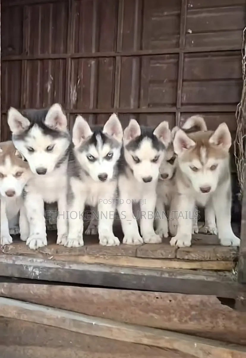 1-3 months Male Purebred Siberian Husky