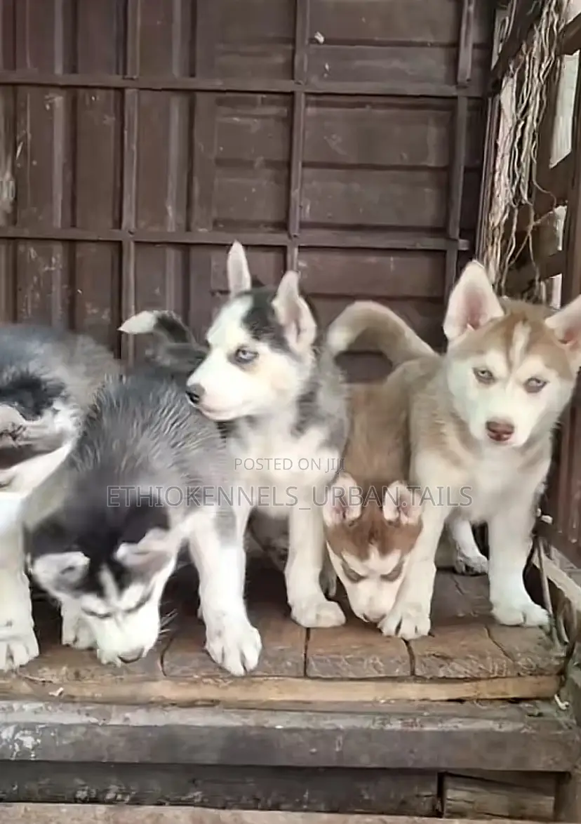 1-3 months Male Purebred Siberian Husky
