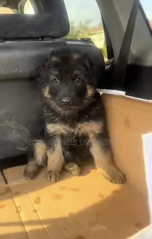 Photo - 1-3 months Female Purebred German Shepherd