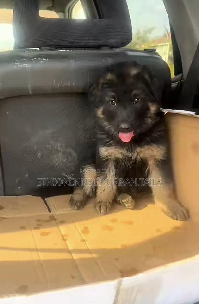 1-3 months Female Purebred German Shepherd