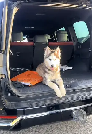 Photo - 3-6 months Female Purebred Siberian Husky