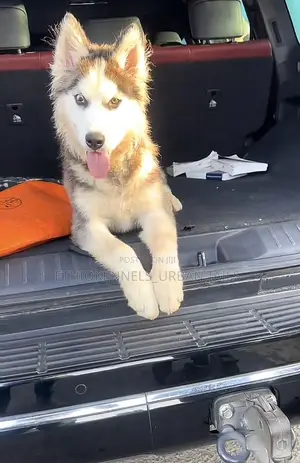 3-6 months Female Purebred Siberian Husky