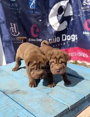 1-3 months Male Purebred Chinese Shar-Pei