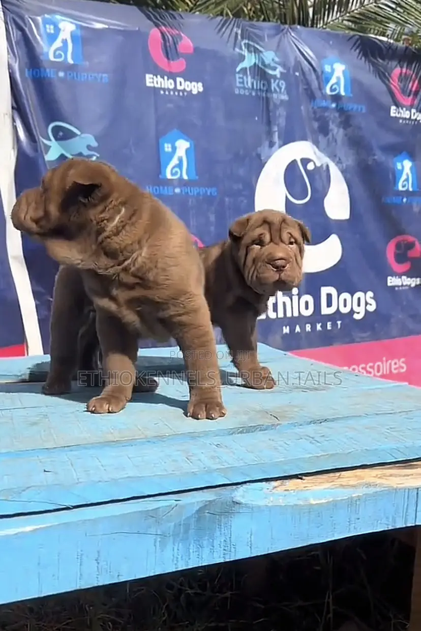 1-3 months Male Purebred Chinese Shar-Pei