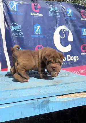 1-3 months Male Purebred Chinese Shar-Pei