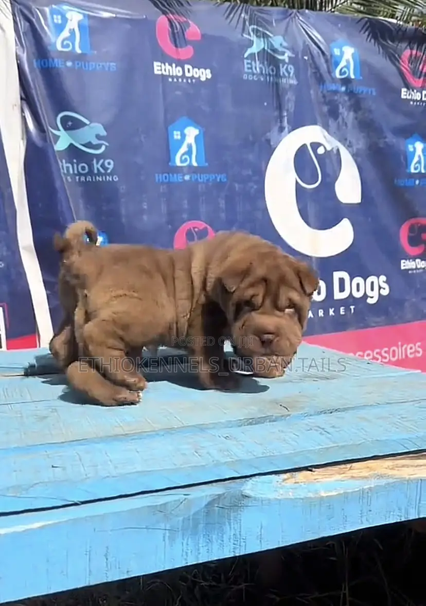 1-3 months Male Purebred Chinese Shar-Pei