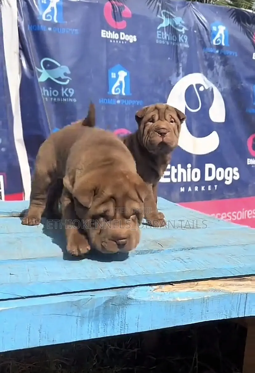 1-3 months Male Purebred Chinese Shar-Pei