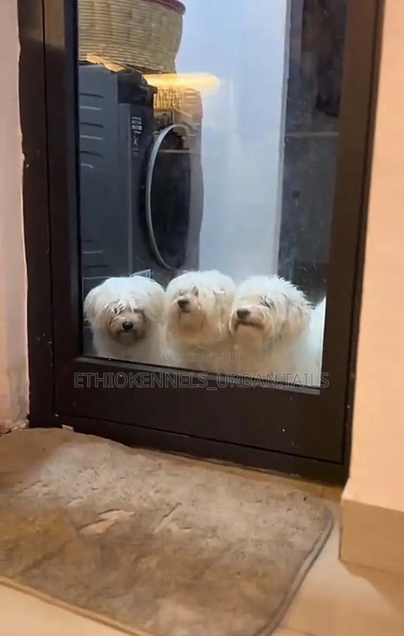 1-3 months Male Purebred Maltese