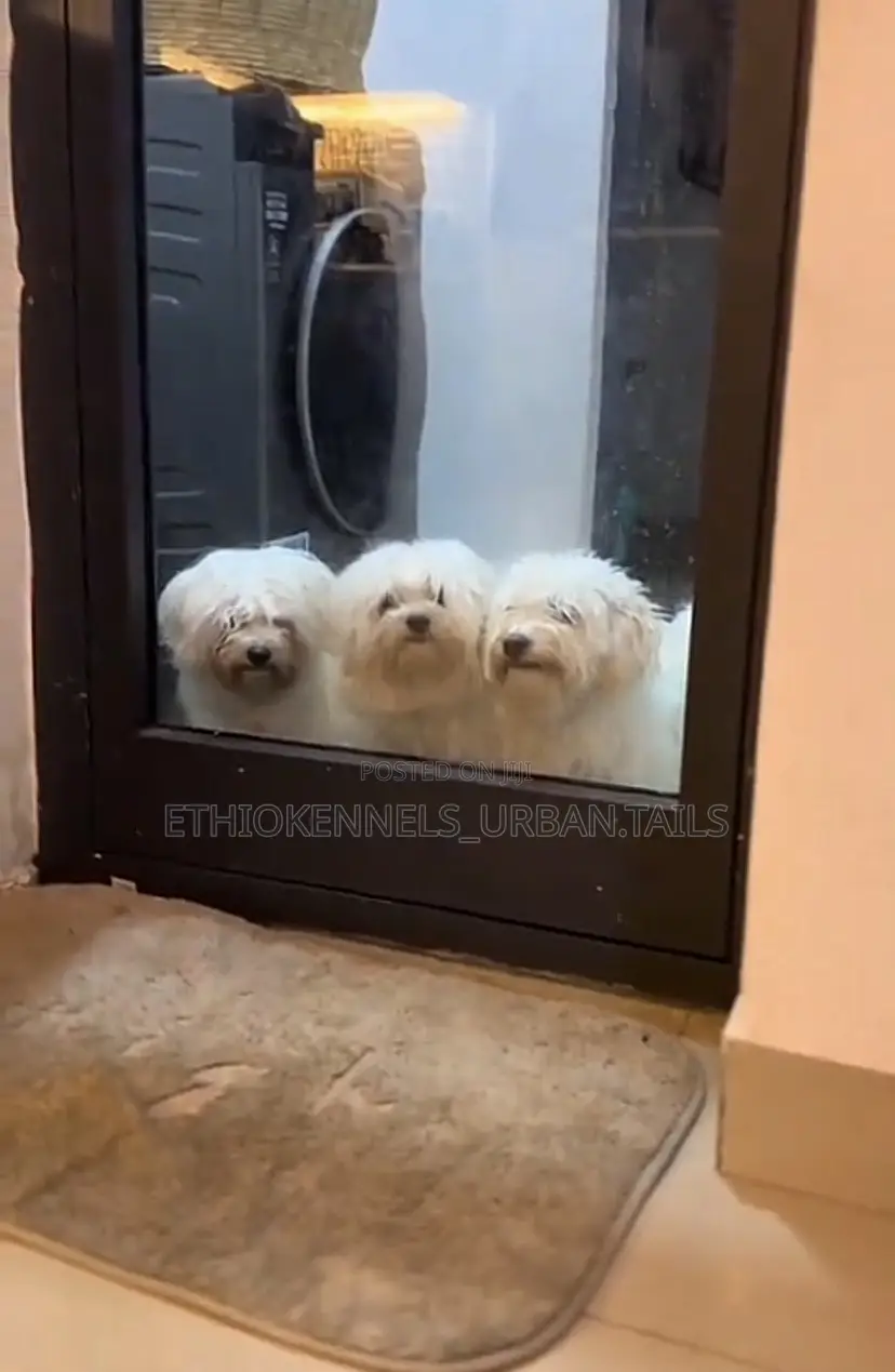 1-3 months Male Purebred Maltese