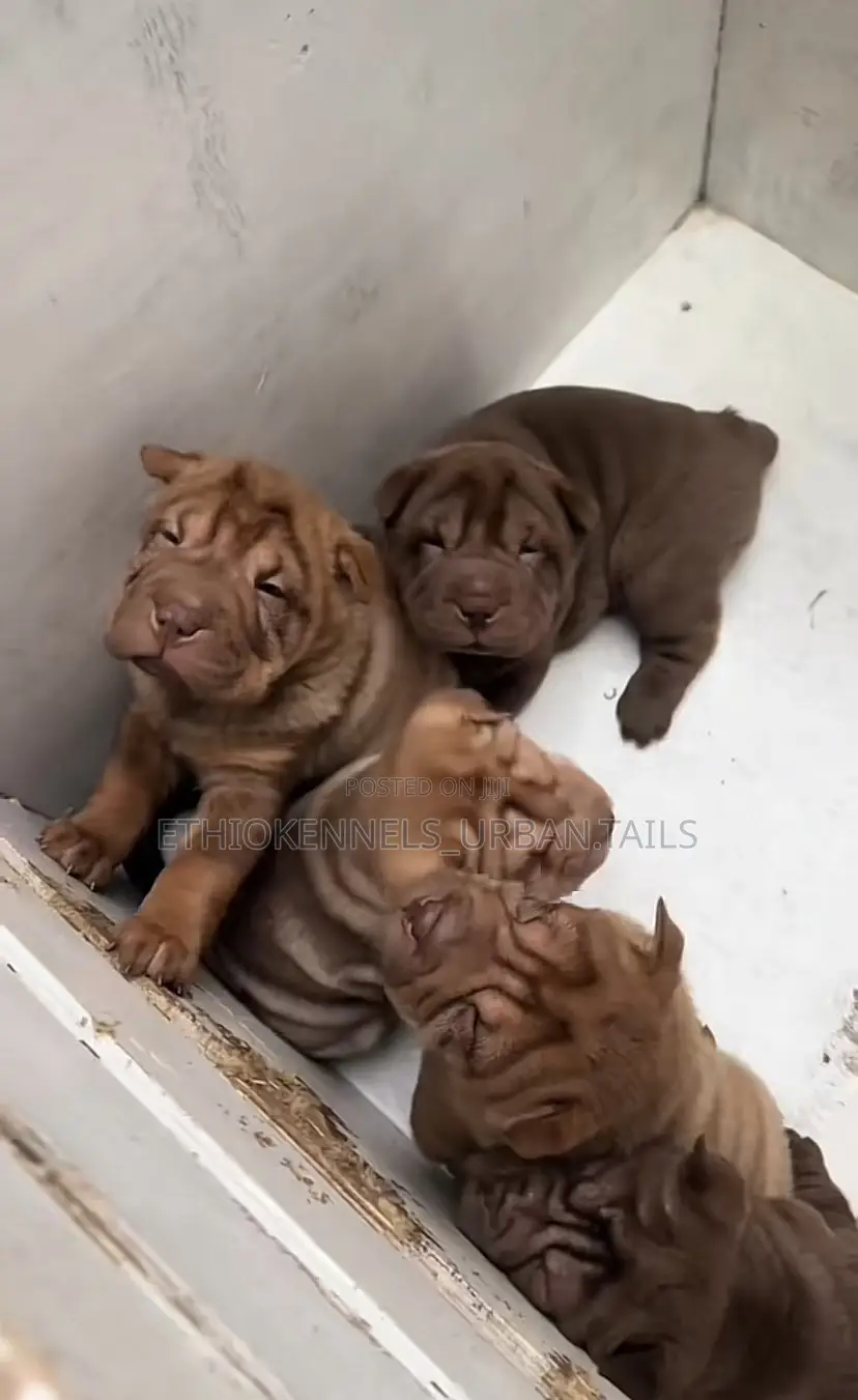 1-3 months Male Purebred Chinese Shar-Pei